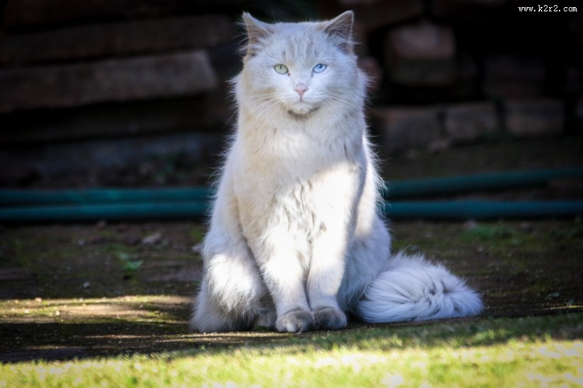 纯白的猫咪图片