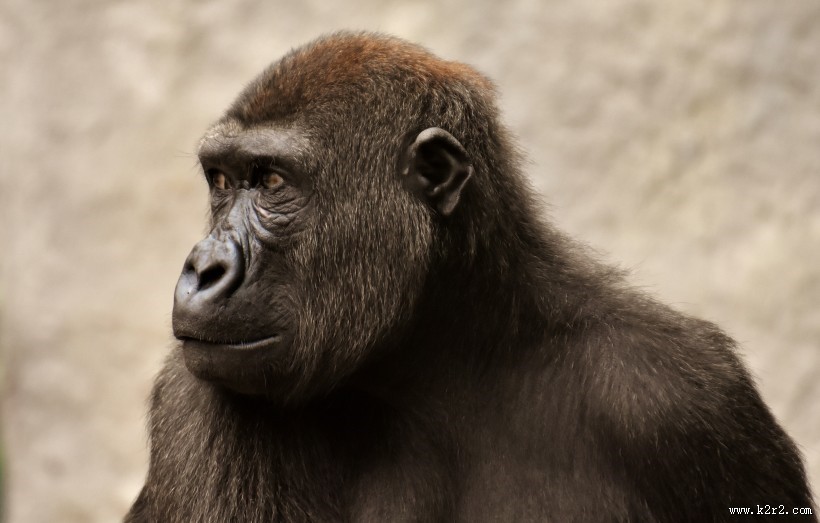 搞怪有趣的大猩猩图片