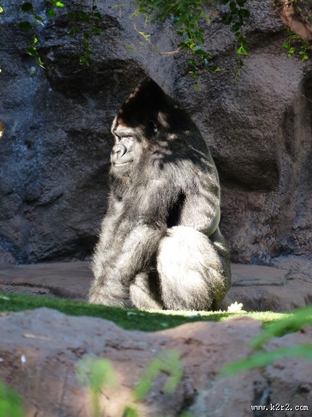 搞怪有趣的大猩猩图片