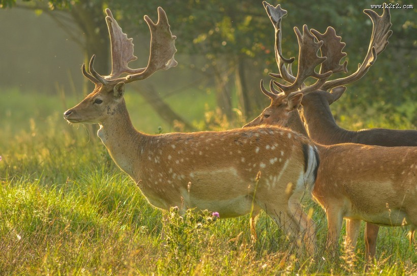 丛林中的野生梅花鹿图片