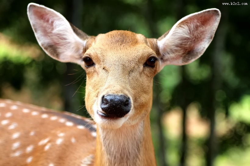 丛林中的野生梅花鹿图片