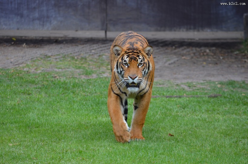 动物园里的老虎图片