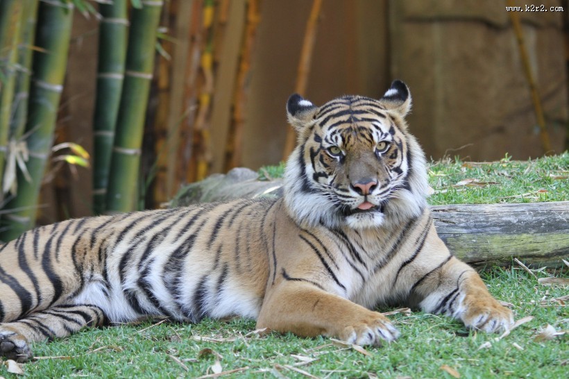 动物园里的老虎图片