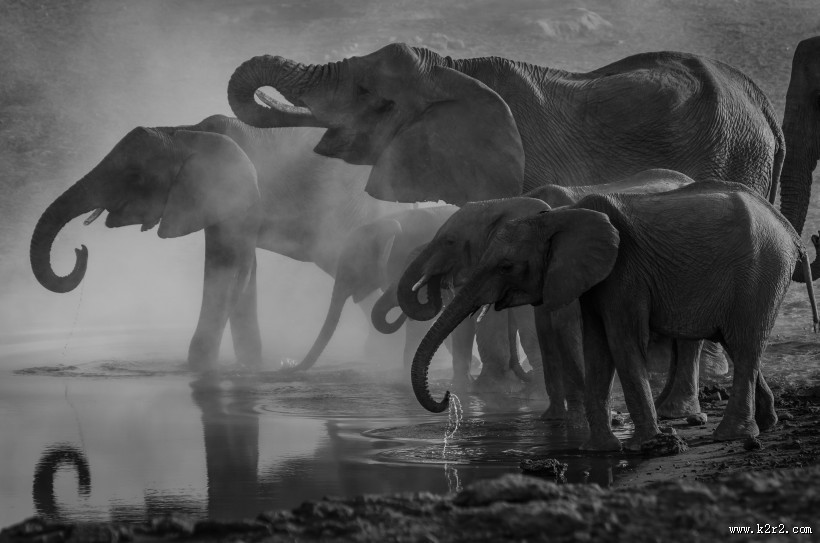 聚在一起的象群图片