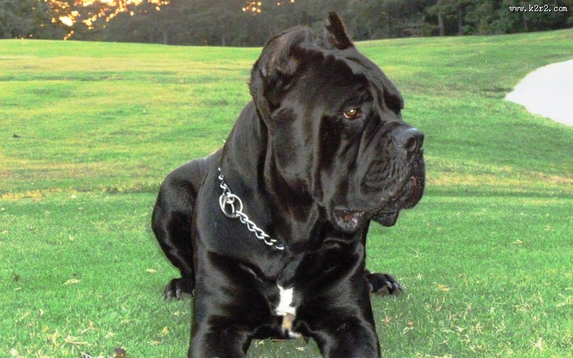 猛犬卡斯罗图片