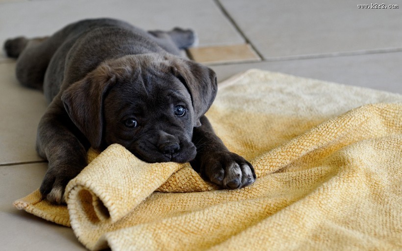 猛犬卡斯罗图片