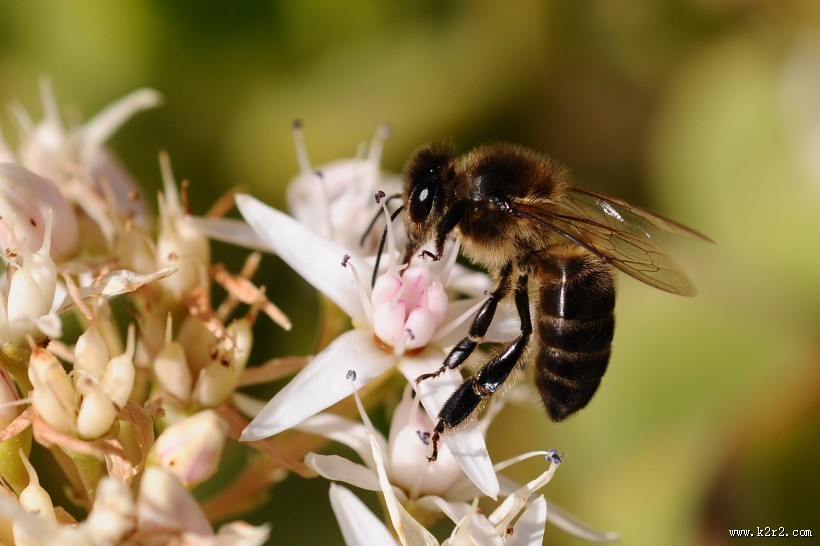 采蜜的小蜜蜂图片