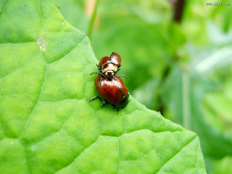 绿叶上的瓢虫图片大全