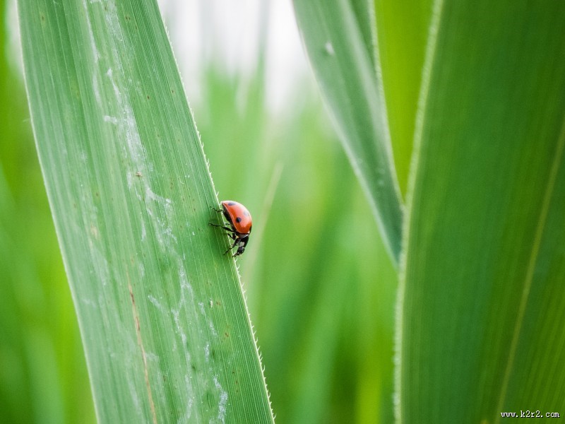 绿叶上的瓢虫图片大全