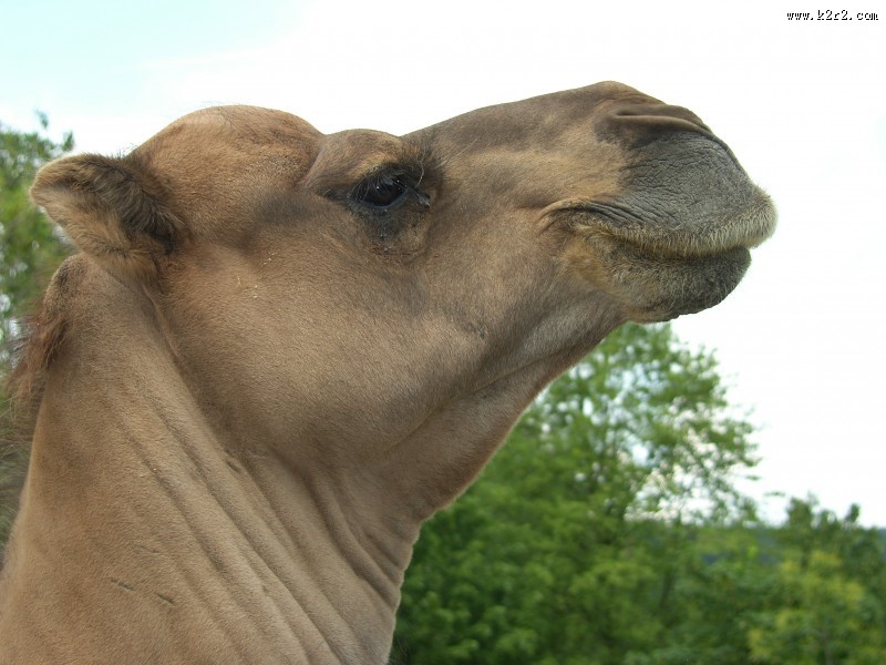 骆驼头部图片