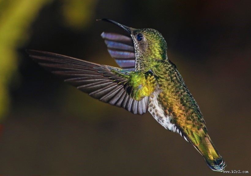 体态轻盈的蜂鸟图片大全