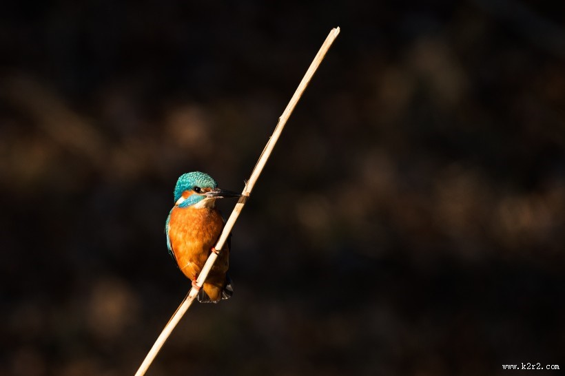 体态轻盈的蜂鸟图片大全