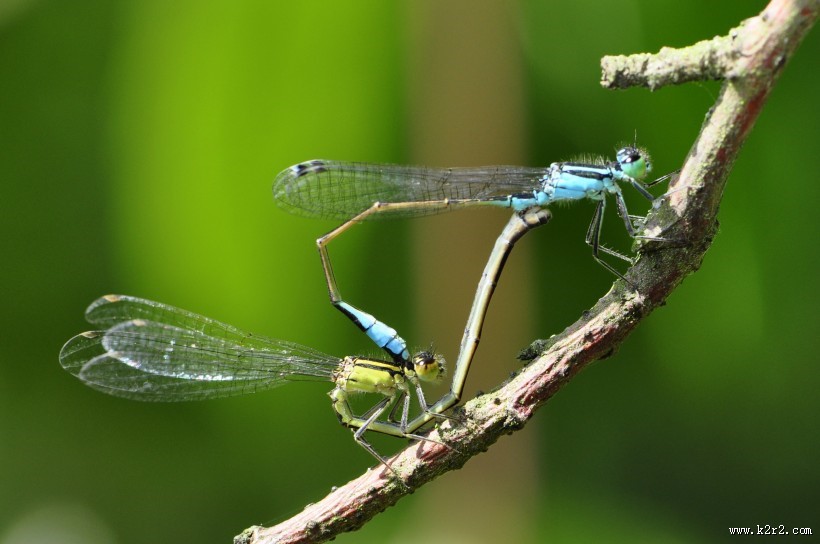 轻盈停落的蜻蜓图片
