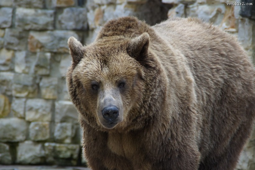 体型庞大的棕熊图片