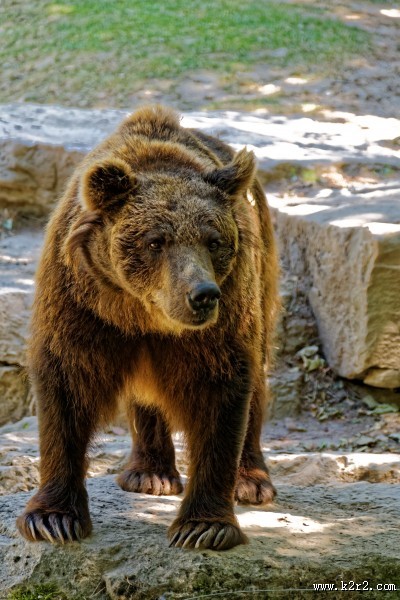 体型庞大的棕熊图片