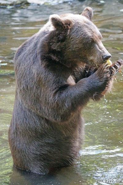 体型庞大的棕熊图片