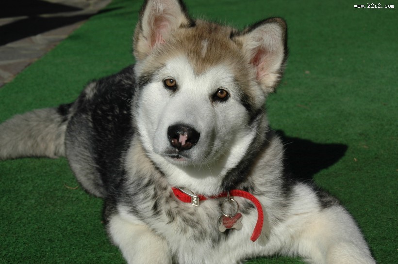 活泼可爱的哈士奇图片