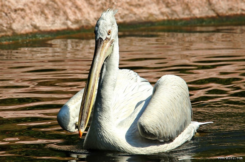 白色羽毛的鹈鹕图片