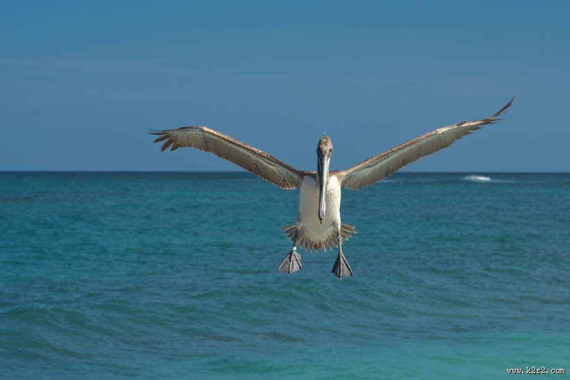 白色羽毛的鹈鹕图片