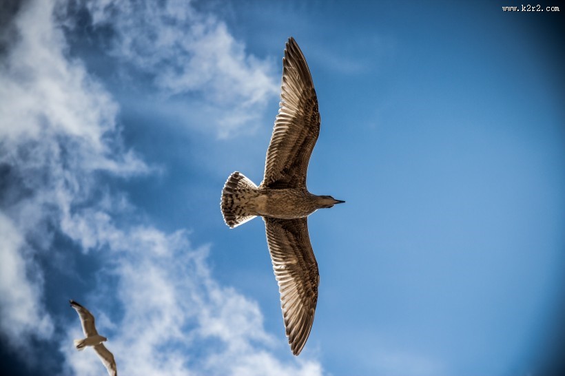 飞翔的海鸥图片大全