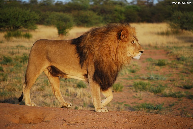 威武的雄狮图片