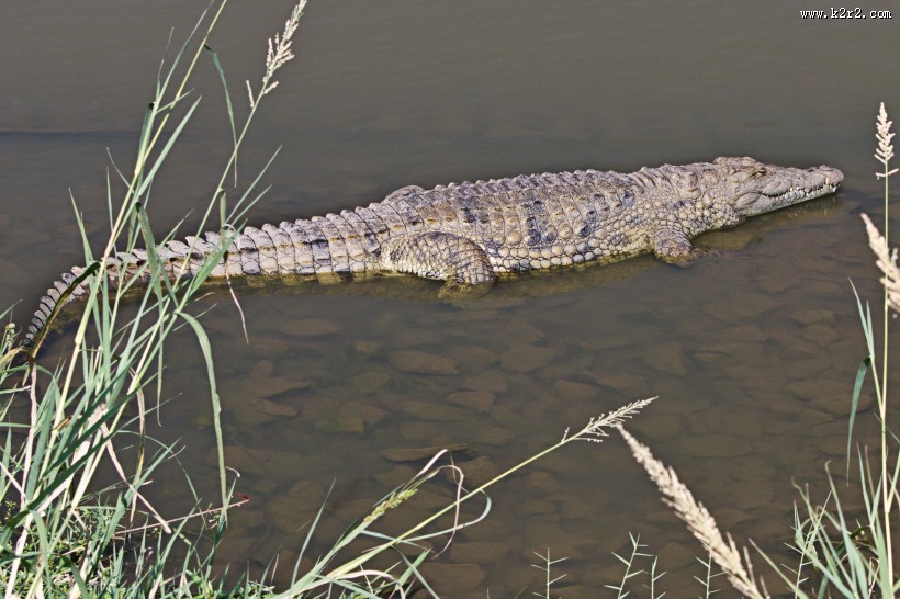 凶狠的鳄鱼图片