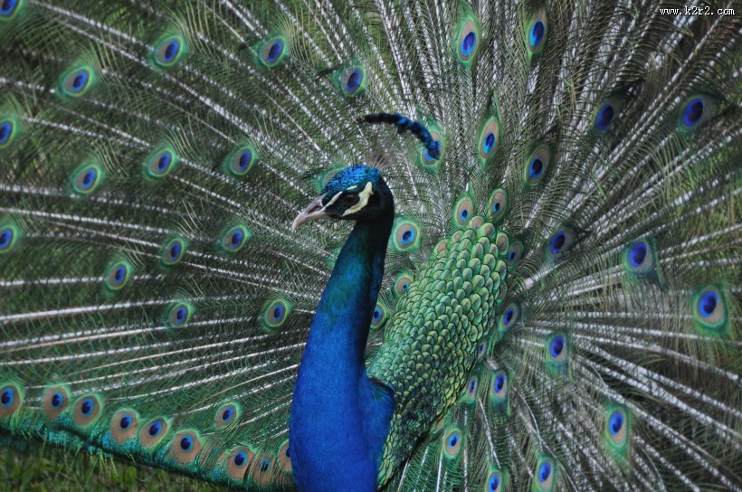 开屏的孔雀图片大全