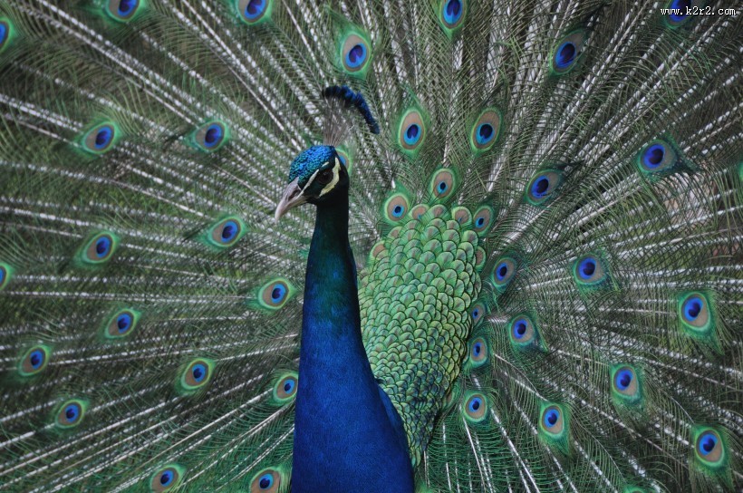 开屏的孔雀图片大全