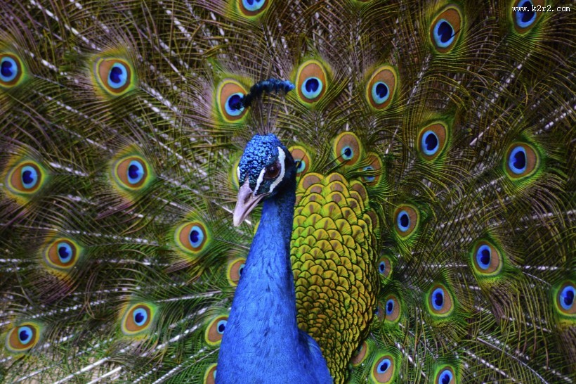 开屏的孔雀图片大全