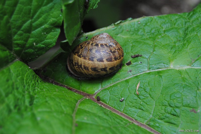绿色植物上的蜗牛图片大全