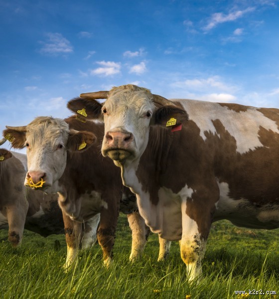 草地上的奶牛图片大全