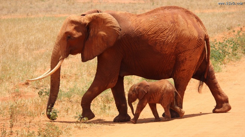 草原上的大象图片大全