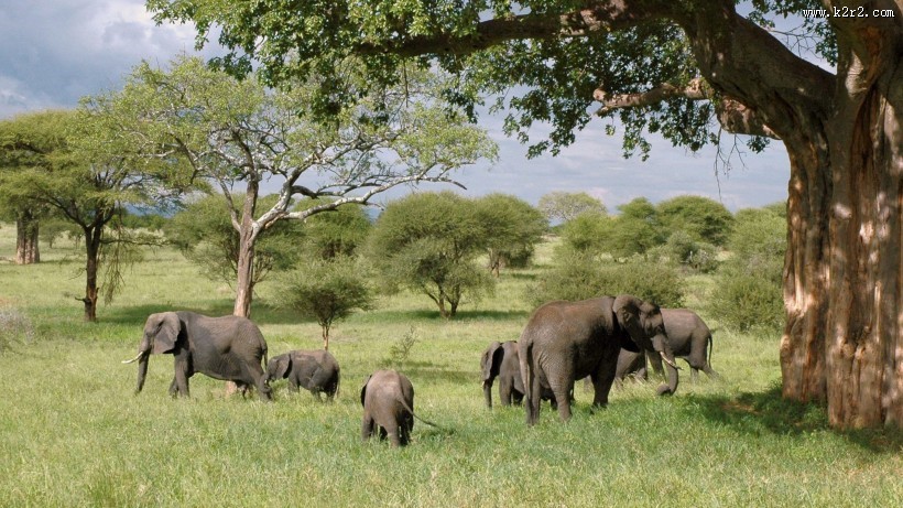 草原上的大象图片大全