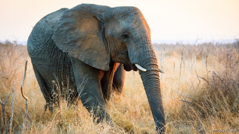 草原上的大象图片大全