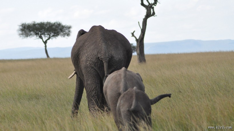 草原上的大象图片大全