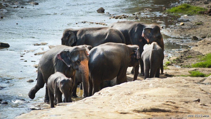 草原上的大象图片大全