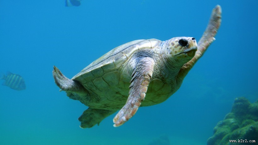 海中畅游的海龟图片