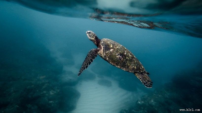 海中畅游的海龟图片