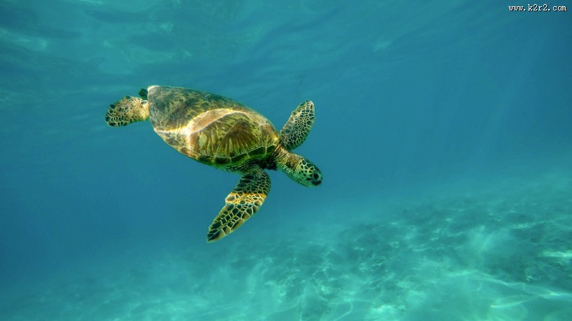 海中畅游的海龟图片