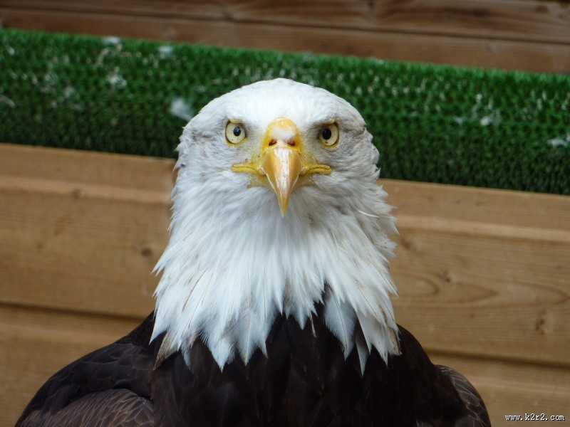 目光锐利的老鹰头部特写图片大全