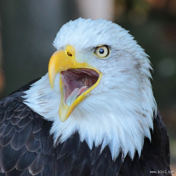 目光锐利的老鹰头部特写图片大全