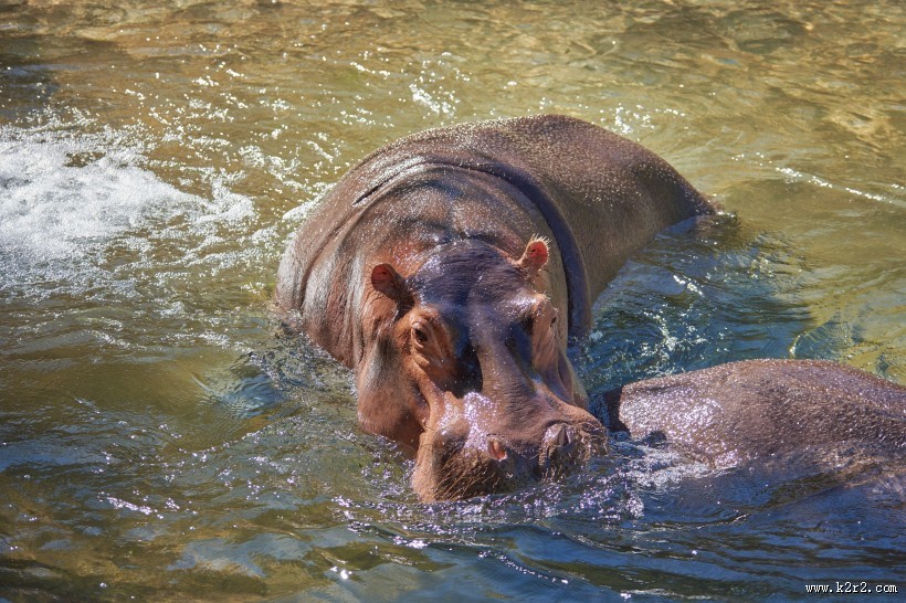体型庞大的河马图片大全