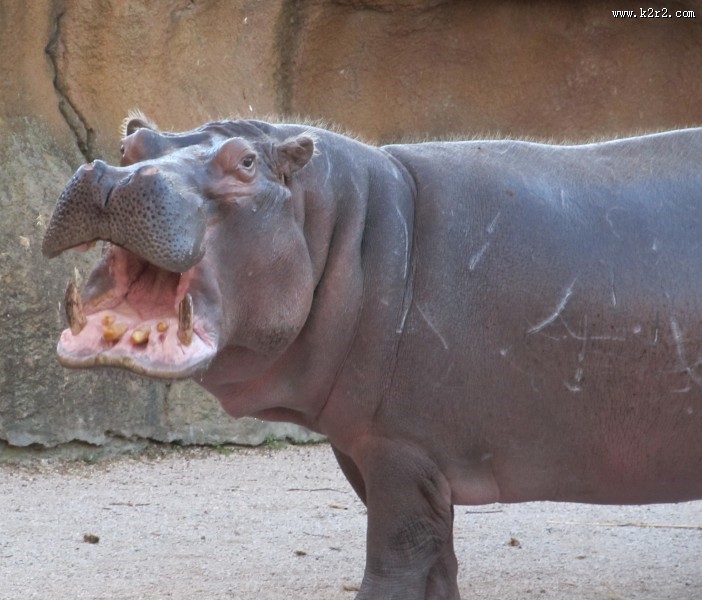 体型庞大的河马图片大全