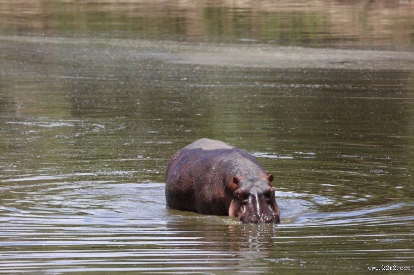 体型庞大的河马图片大全