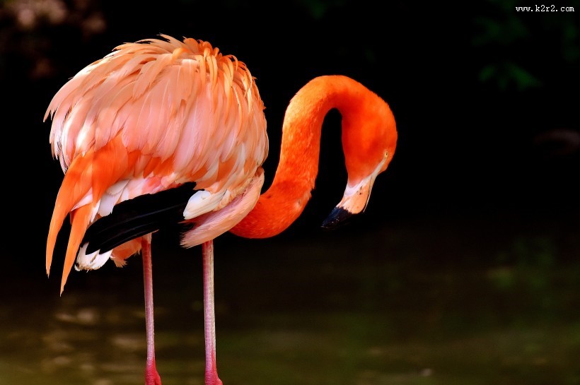 毛色艳丽的火烈鸟图片
