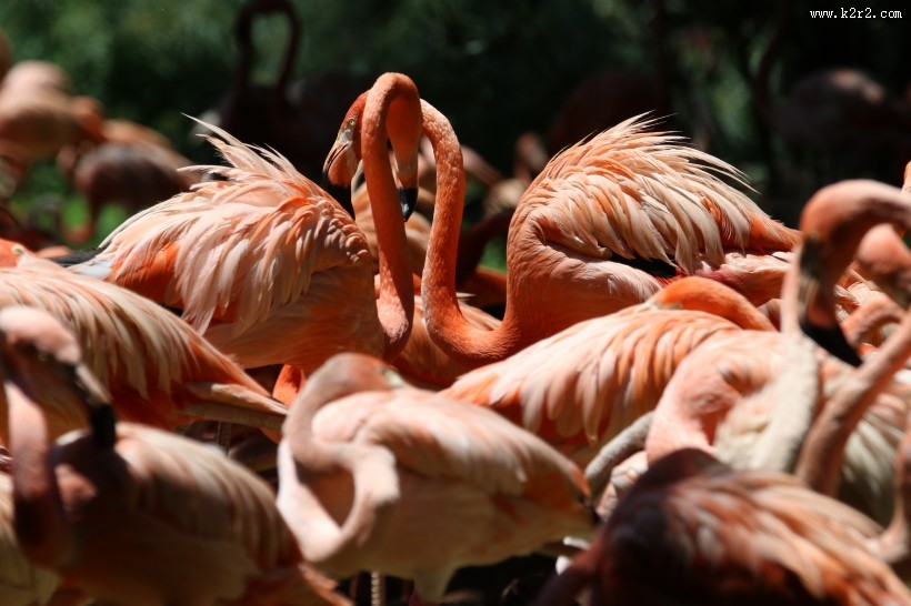 毛色艳丽的火烈鸟图片
