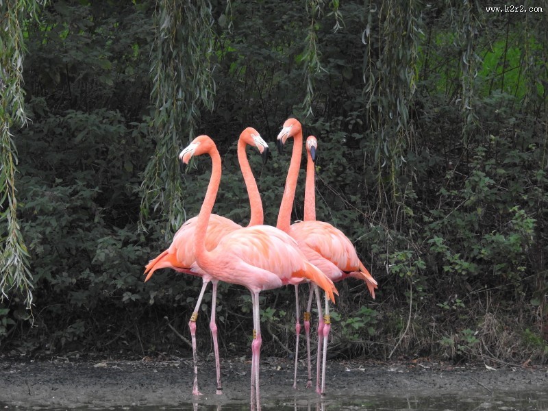 毛色艳丽的火烈鸟图片
