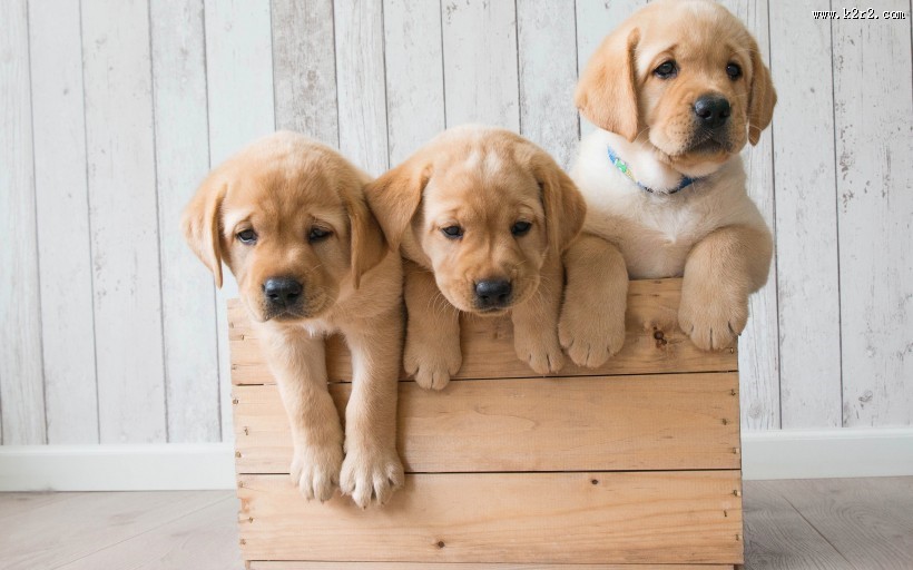 可爱的金毛寻回犬幼犬图片