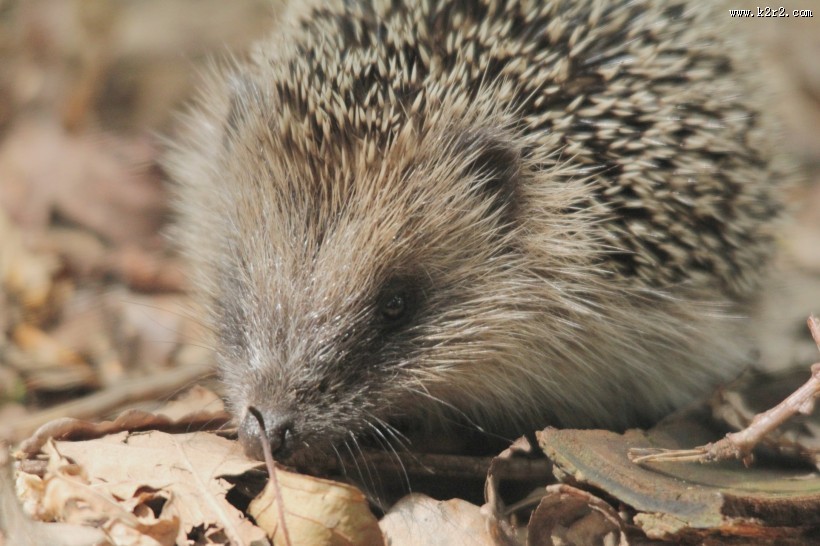 可爱娇小的刺猬图片