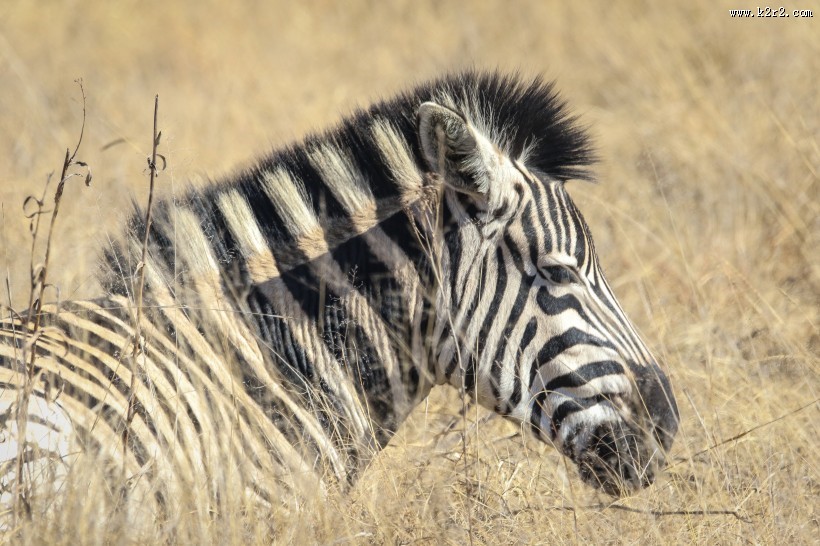 健壮的斑马图片大全